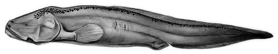 Sciadonus cryptophthalmus_01.jpg
